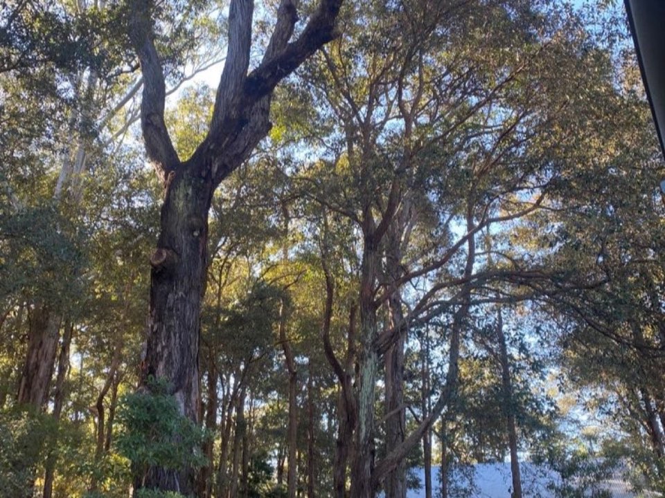 Mature trees in a Glasgow parkland setting due for routine re-inspection