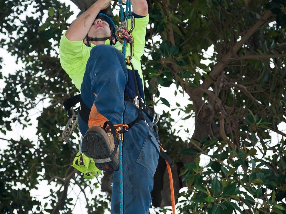 Qualified arborist working in a mature tree during an Enviro Trees UK survey in Glasgow
